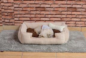 Cookie Pet Dolgulu Kedi Köpek Yuvası 70x50cm Kahve Bej - 3